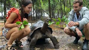 Giant Tortoises